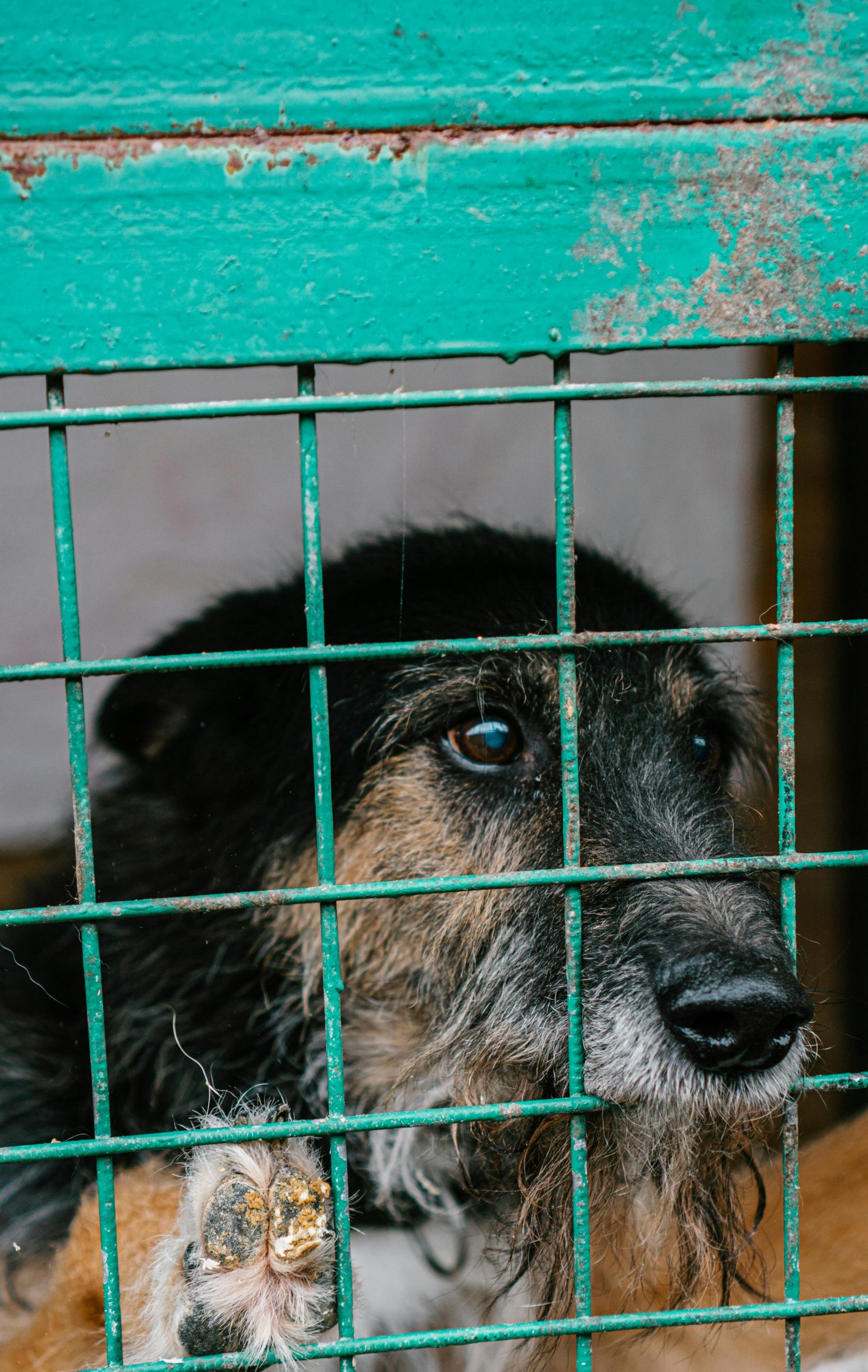 a dog in shelter